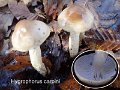 Hygrophorus carpini-amf13